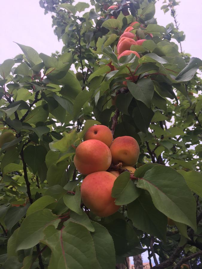 鲁拉利亚乡村民宿 圣多米尼卡 外观 照片